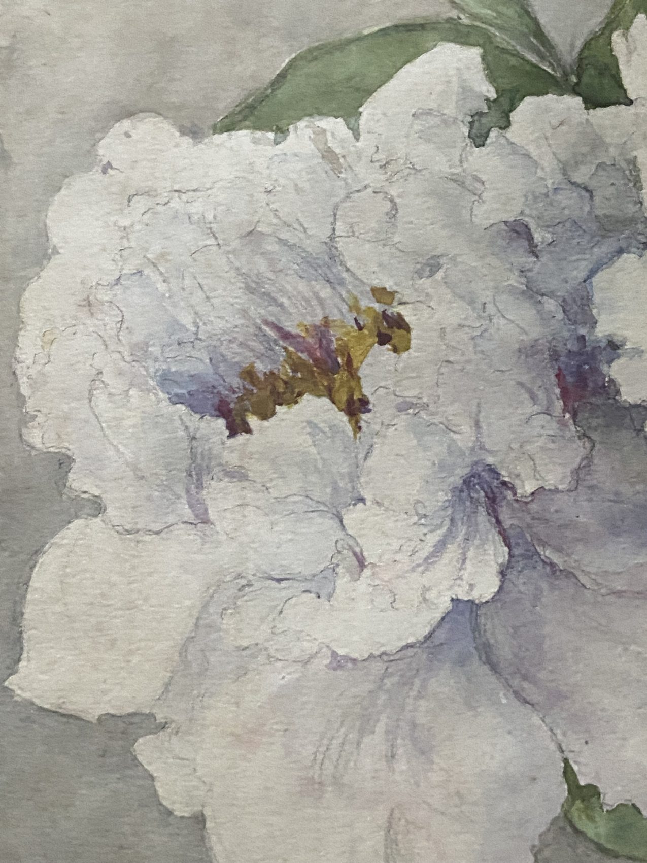Aquarelle ancienne de pivoines – Fin XIXᵉ – 35,5 x 24 cm – Image 12