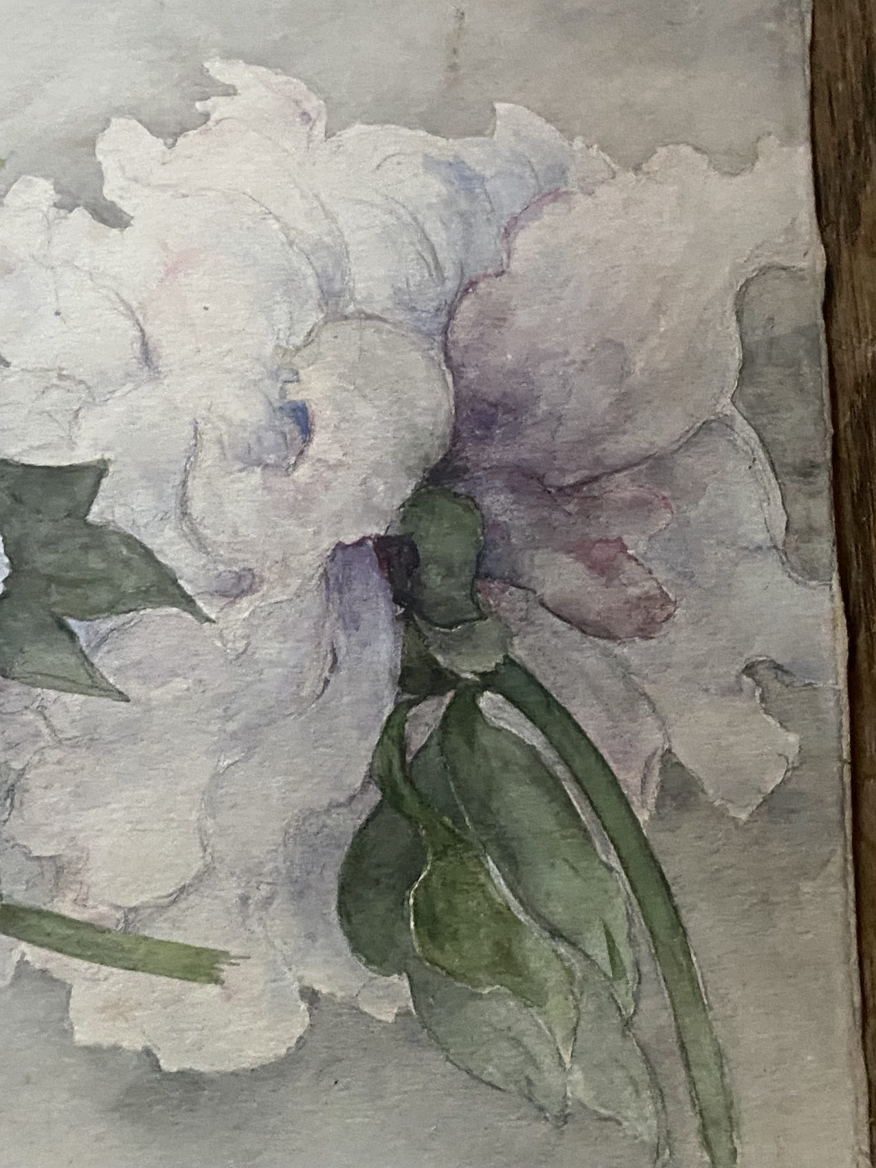 Aquarelle ancienne de pivoines – Fin XIXᵉ – 35,5 x 24 cm – Image 3