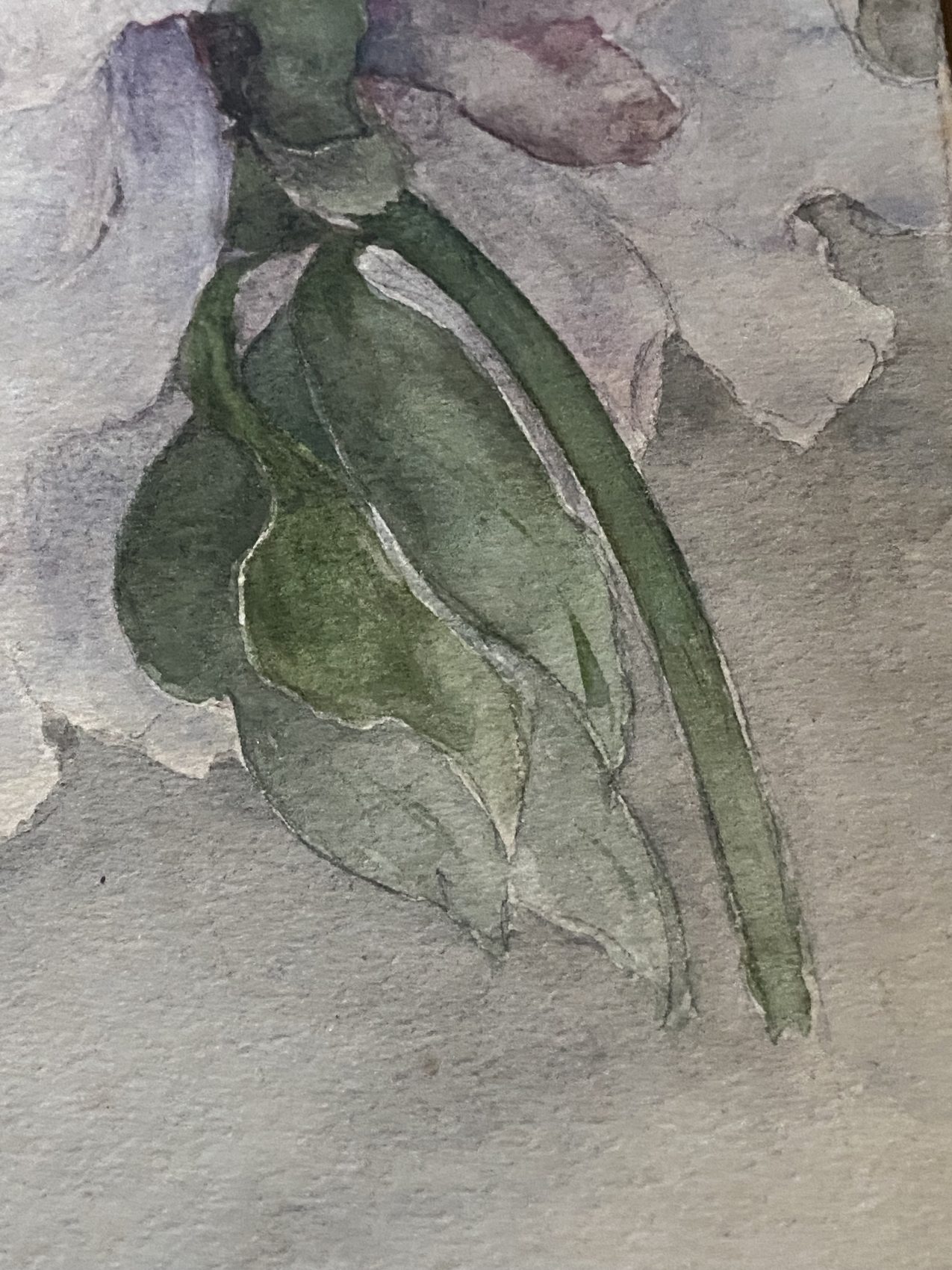 Aquarelle ancienne de pivoines – Fin XIXᵉ – 35,5 x 24 cm – Image 10
