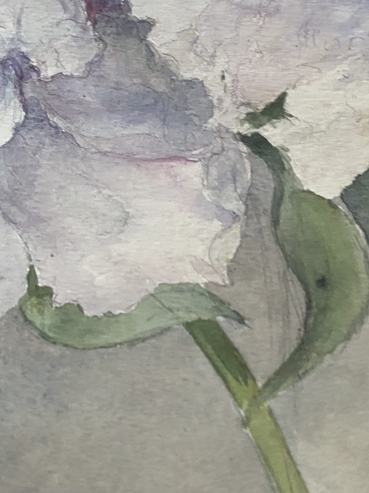 Aquarelle ancienne de pivoines – Fin XIXᵉ – 35,5 x 24 cm – Image 9