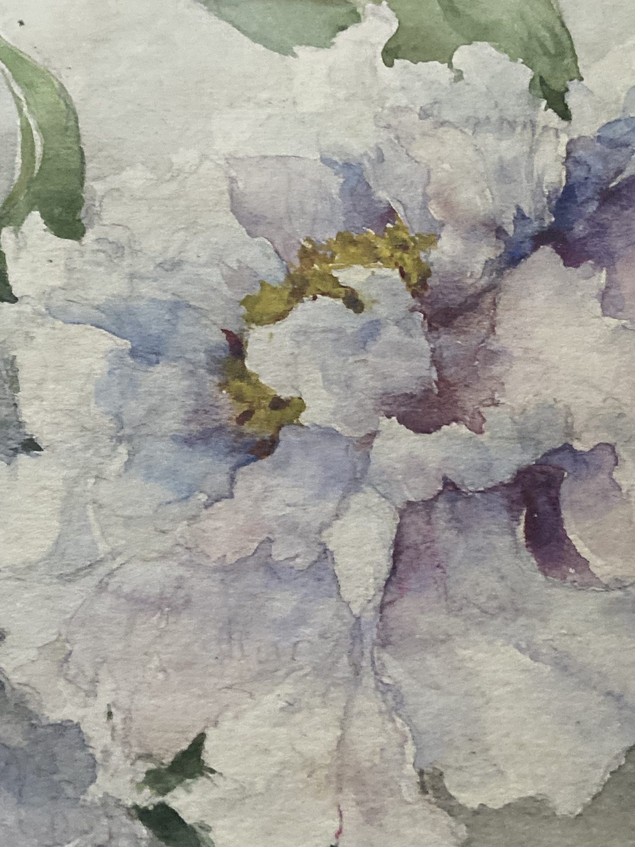Aquarelle ancienne de pivoines – Fin XIXᵉ – 35,5 x 24 cm – Image 8