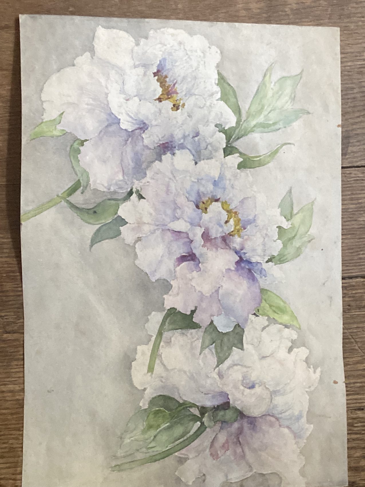 Aquarelle ancienne de pivoines – Fin XIXᵉ – 35,5 x 24 cm – Image 7