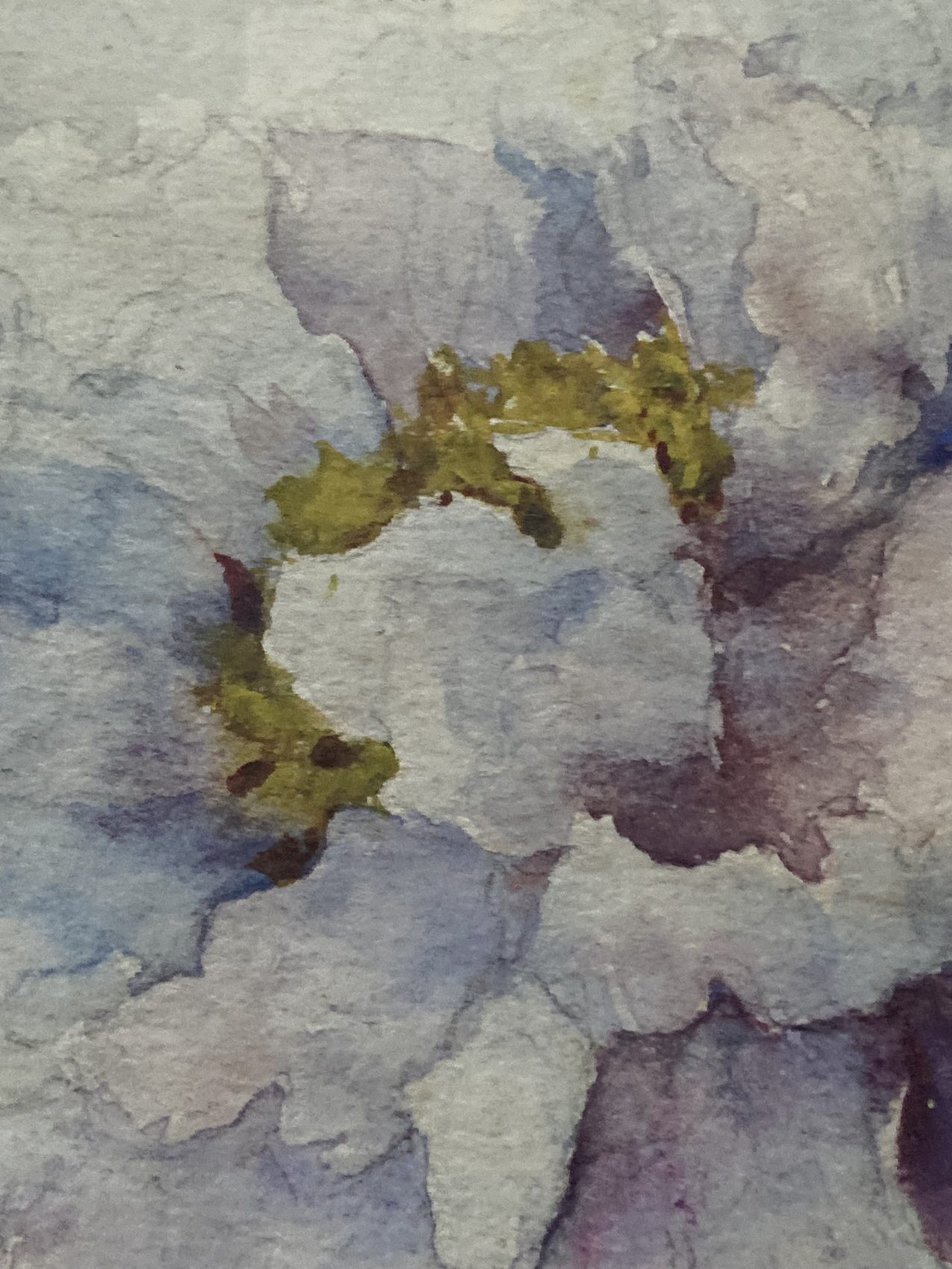 Aquarelle ancienne de pivoines – Fin XIXᵉ – 35,5 x 24 cm – Image 6