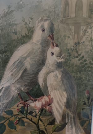 Tableau ancien à l’aquarelle – Couple de pigeons – Signé & daté 1908