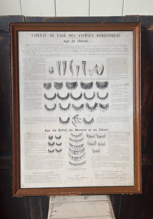 Tableau de l’âge des animaux domestiques XIXe – Affiche pédagogique vétérinaire ancienne encadrée